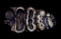 藏品(諾曼象臼齒及其他)的圖片